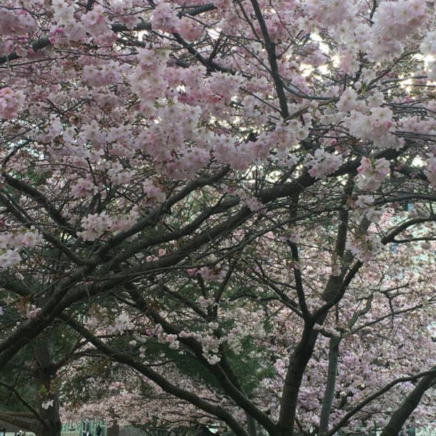 istock Cherry Tree in Cyprian-Norwid Square in Paris 1325936277