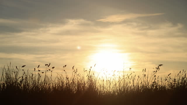 Long beach grass at sunset. Silhouette.