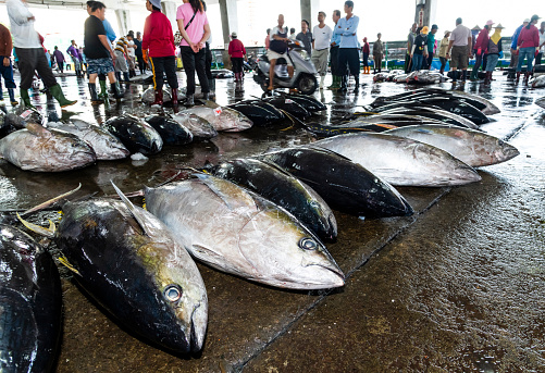 Frozen bluefin tuna at the fish market waiting for auction, Donggang fish market auction scene in Pingtung, Taiwan.
