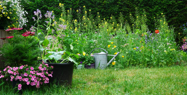 herbe sauvage et champ ou fleurs sauvages avec arroser en fer.  photo de jardinage de style chalet anglais.  concept de jardinage d’un jardin rural. bon pour les insectes comme les abeilles et les papillons - watering can growth watering gardening photos et images de collection