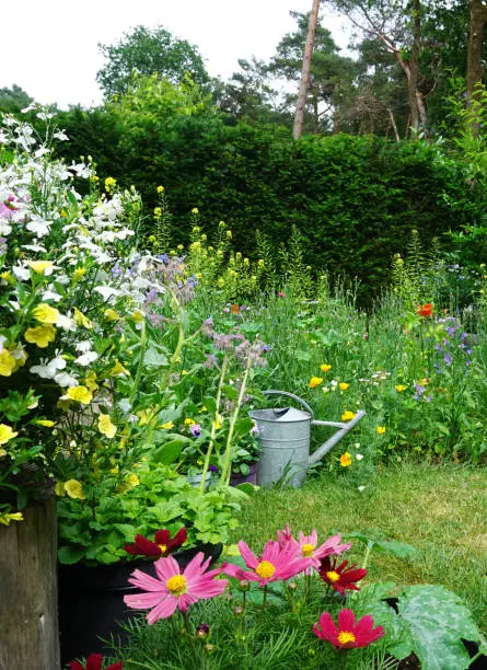 Photo of Wild herb and field or wild flowers with iron watering can.  English cottage style gardening picture.  Gardening concept of a  rural garden. good for insects like bees en butterflies