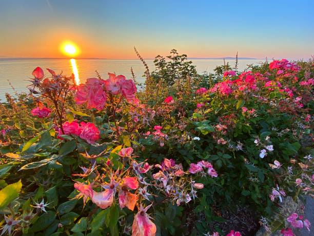 atardecer de edmonds en washington - edmonds fotografías e imágenes de stock