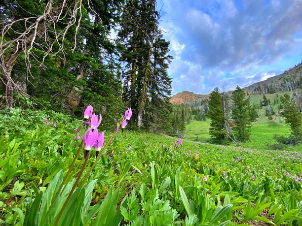 istock Wildflowers in the Cascade Mountains 1325938044