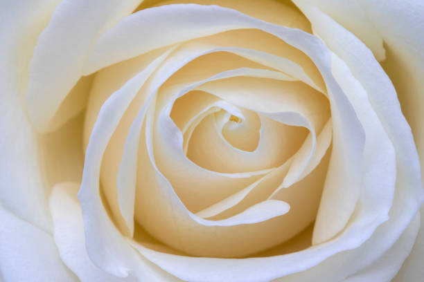 istock Closeup image of a Ivory Rose (Rosa) 1325938132