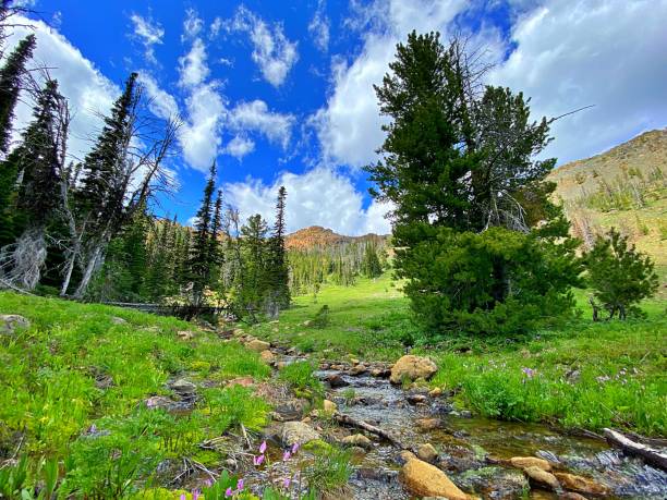 istock Wildflowers in the Cascade Mountains 1325938804