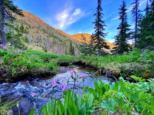 istock Wildflowers in the Cascade Mountains 1325938881