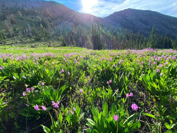 istock Wildflowers in the Cascade Mountains 1325938914