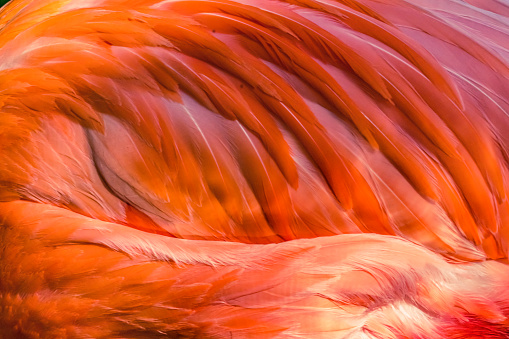 Colorful Orange Pink Feathers American Caribbean Flamingo Florida Phoenicopterus ruber Native to Florida.