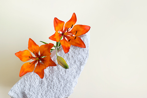Summer composition with orange lily flower laying on white porous stone. Image with copy blank space.