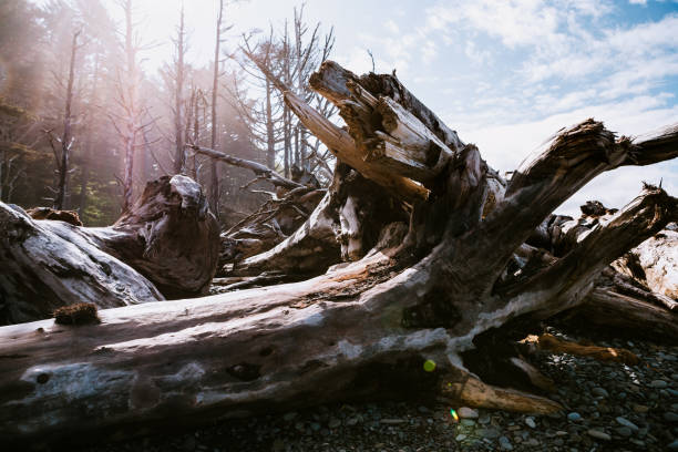 Beautiful textures and beach views of the Pacific Ocean from Washington States Olympic Peninsula.  A gorgeous place to travel or call home.  Large piles of driftwood line the beach edge.