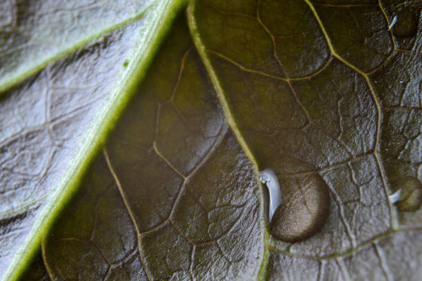 istock water drops on green leaves. close-up. 1325940577