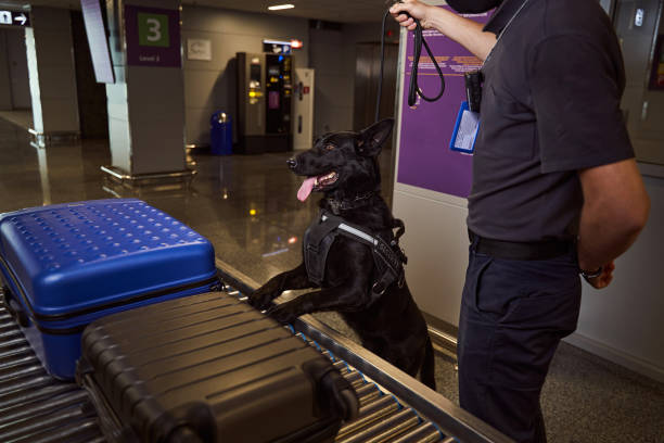 istock Security officer and detection dog checking luggage at airport 1325940607