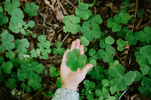 Exploring the Olympic rainforest on the peninsula of Washington state.  A boy examines a clover like Redwood Sorrel, also known as Oregon Oxalis.