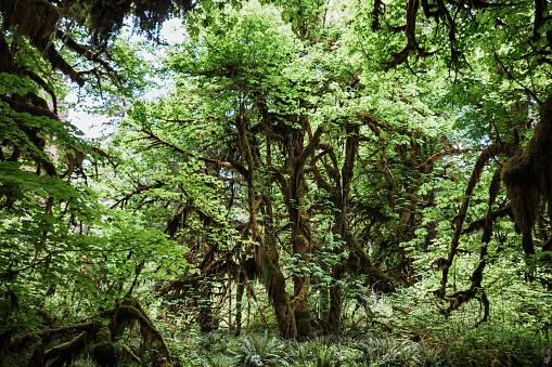 Exploring the Hoh Rainforest on the Olympic peninsula of Washington state.