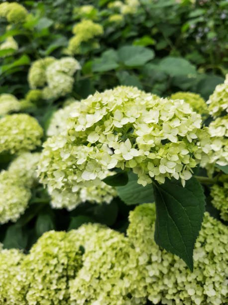 istock Light yellow hydrangea blooms. Large balls of flowers

￼ 1325941556