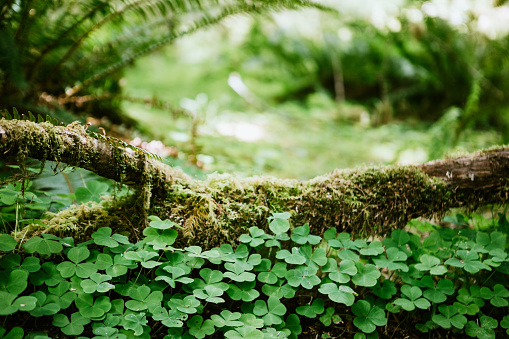 Exploring the Hoh Rainforest on the Olympic peninsula of Washington state.  Redwood Sorrel, also known as Oregon Oxalis.