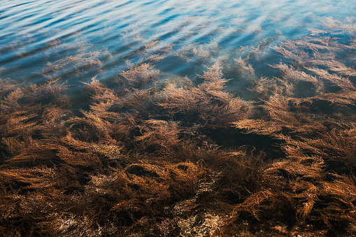 Tennis ball floats in algae and vegetation in a pond in New Orleans.