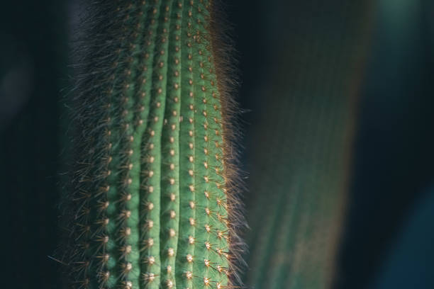 Big cactus plants with sharp needles seen in the evening in the wild.