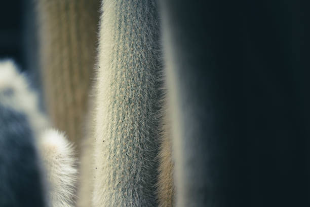 Big cactus plants with sharp needles seen in the evening in the wild.