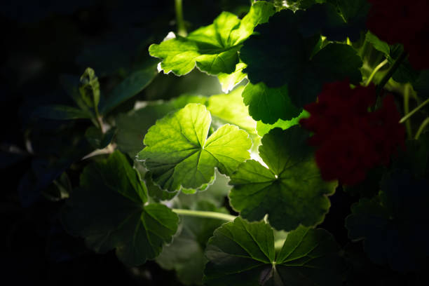 In depth macro image of the green tropical rainforest.
