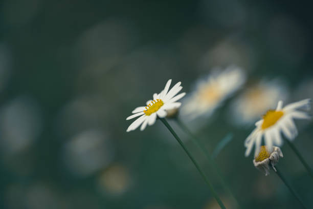 Daisy wildflower close-up on green background seen at sunset in the wild.