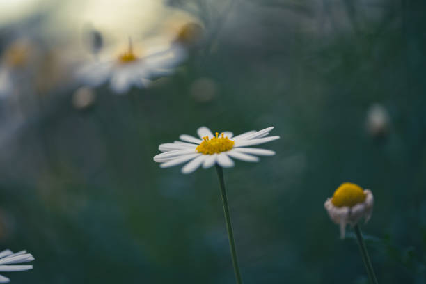istock Daisy wildflower close-up on green background 1325942203