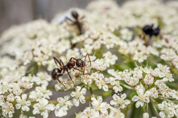 Free Stock Photo of Ant On Flowers | Download Free Images and Free ...