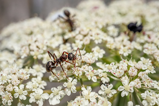 Ant on flower. Black garden ants on white flowers. Lasius niger. Beauty in nature.