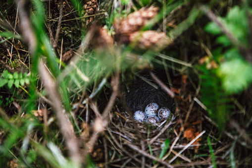 Small hole in land is wild animal. System of underground passages and holes. Animal home in the natural forest ground under spruce tree with branches, cones and scales around the hole.