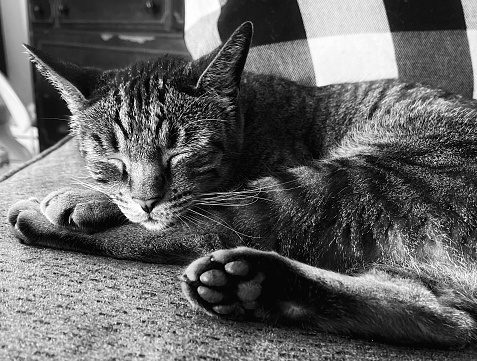 Sleeping cat in black and white