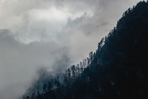 Trees in the morning fog on the mountain. Mountains background with cloud-covered pine trees. Natural natural background