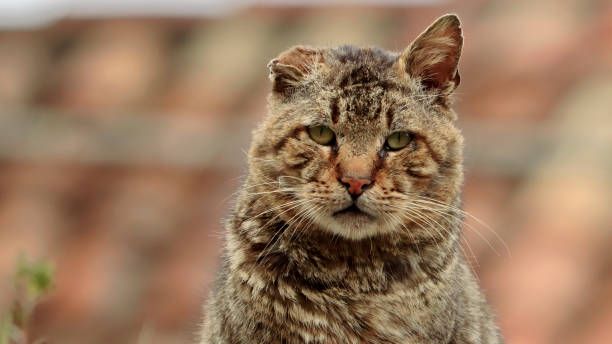 Close up of an old stray cat Old Cat staring at the Camera with no fear. Shot taken in Chiaravalle, Calabria (Italy) stray animal stock pictures, royalty-free photos & images