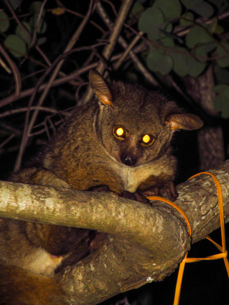 A curious Thick-tailed bushbaby, Otolemur crassicaudatus A curious Thick-tailed bushbaby, Otolemur crassicaudatus, inspecting a campground in the Kruger National Park of south Africa at night. This is the largest galago species and it gets its common name, bushbaby from its haunting, childlike cry bushveld photos stock pictures, royalty-free photos & images