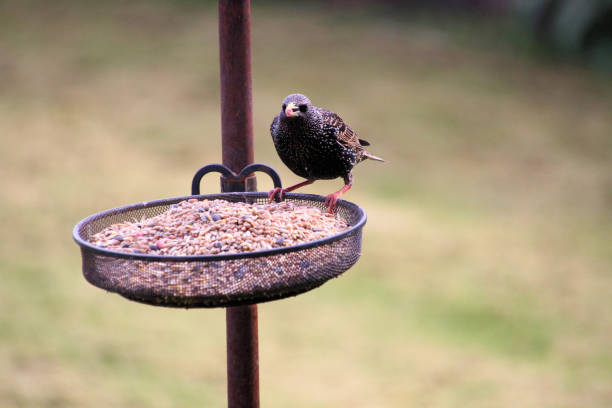istock A close up of a Starling 1325948500