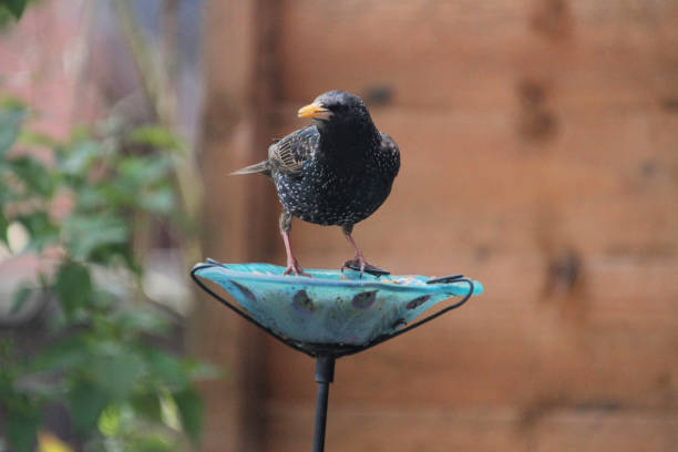 istock A close up of a Starling 1325948508