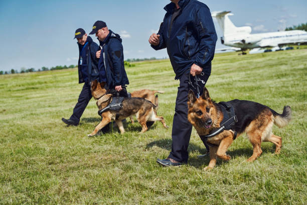 istock Detection dogs on duty with security guards at airfield 1325948683