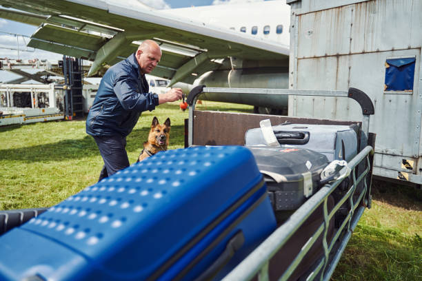 istock Security officer and detection dog checking luggage at aerodrome 1325948695