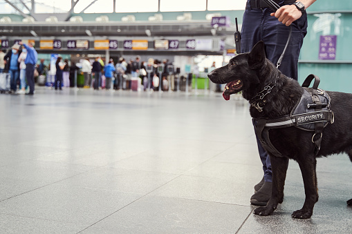 Close up of male security officer with black police dog patrolling airport terminal