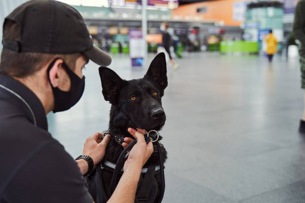 istock Security officer with detection dog working at airport terminal 1325948758
