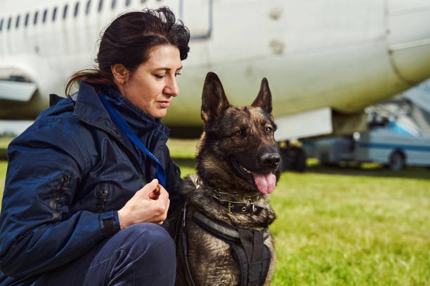 perro detector de guardia con oficial de seguridad en el aeródromo - perro adiestrado fotografías e imágenes de stock