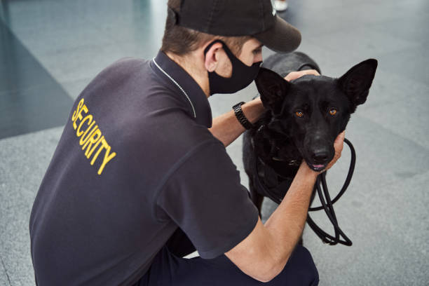 istock Male security officer with detection dog working at airport 1325948771