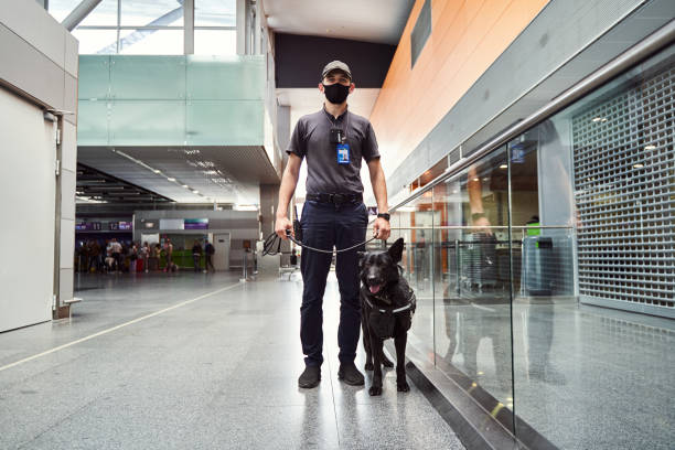istock Security officer with detection dog standing in airport terminal 1325948779