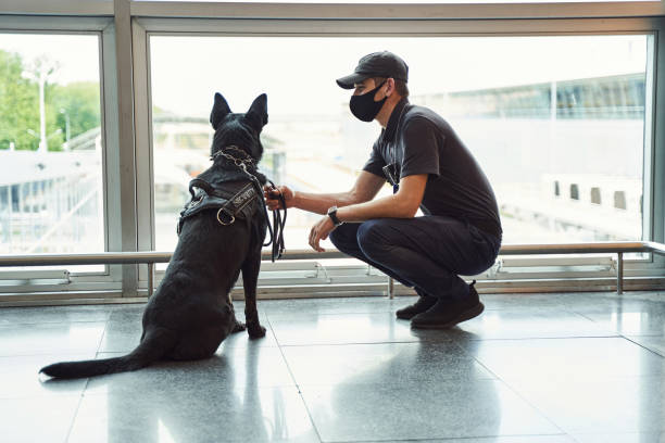 istock Security officer with detection dog patrolling airport terminal 1325948780