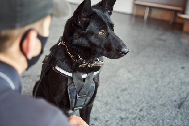 istock Detection dog on duty with security officer at airport 1325948785