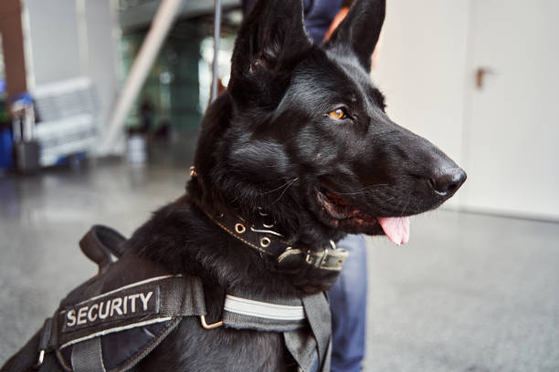 istock Beautiful black security dog on duty at airport 1325948793