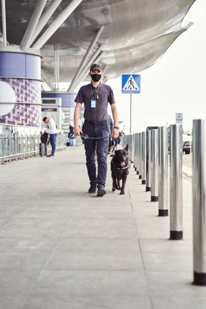 istock Security worker with detection dog walking outdoors at airport 1325948799