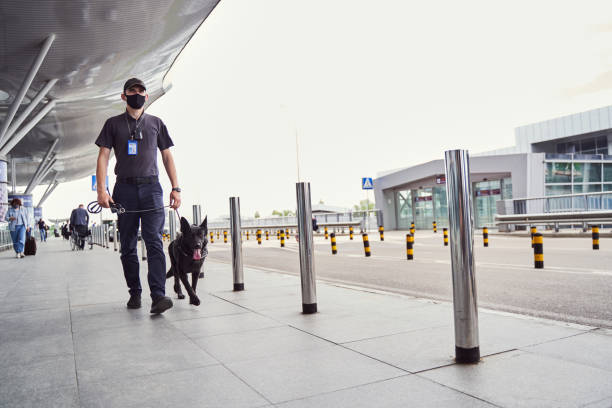 istock Security officer with detection dog walking outdoors at airport 1325948804