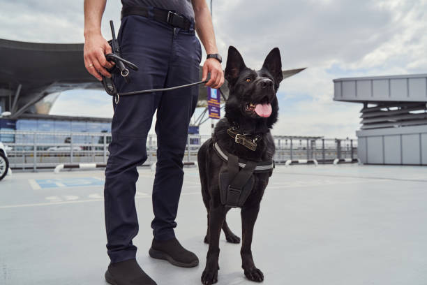 istock Airport security worker with detection dog standing at aerodrome 1325948821