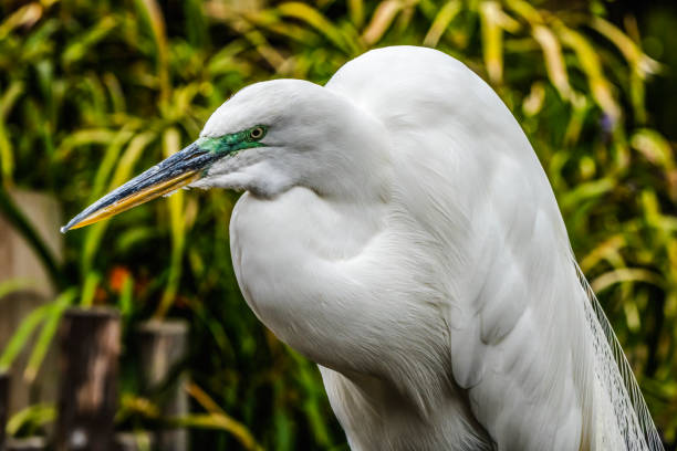 gran garceta blanca florida - wading bird everglades national park egret fotografías e imágenes de stock