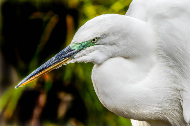 그레이트 화이트 에그레트 플로리다 - wading bird everglades national park egret 뉴스 사진 이미지